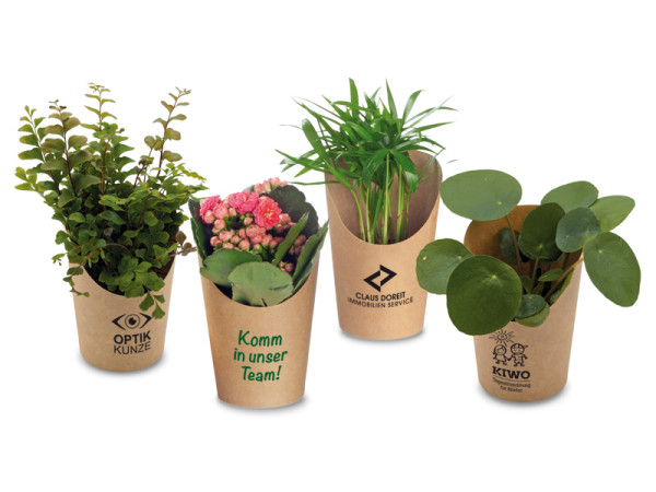Minis im Cup - diverse Pflanzen (mit Werbedruck)